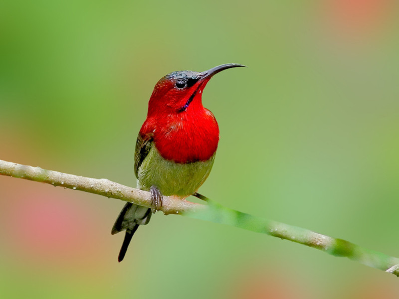 China Birding Tour China Birding Tour