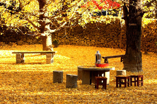 Jiangdong Gingko Village in Tengchong County, Baoshan