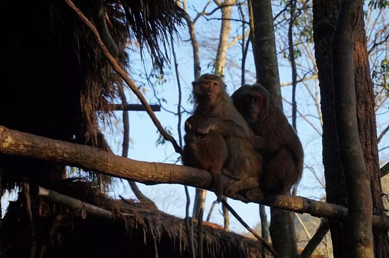 Xiniuping Scenic Area of Puer National Park