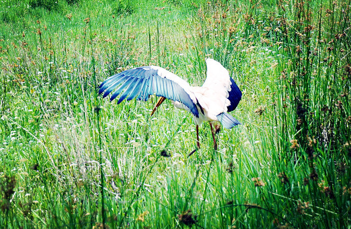 Xiniuping Scenic Area of Puer National Park