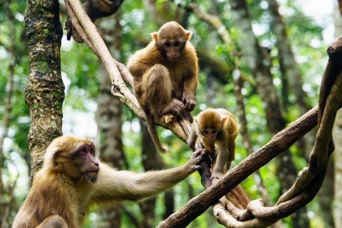 Xiniuping Scenic Area of Puer National Park