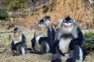 Yunnan Snub-nosed Monkey in Tacheng, Shangrila