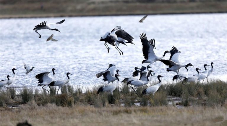 Photo Gallery of Dashanbao Black-necked Crane Nature Reserve, Zhaotong