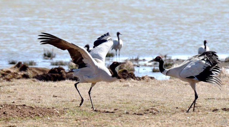 Photo Gallery of Dashanbao Black-necked Crane Nature Reserve, Zhaotong