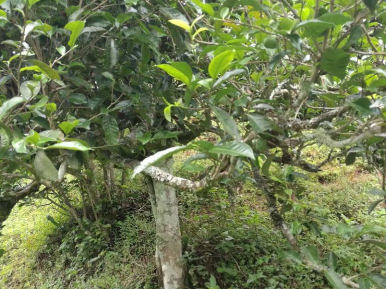 The Ancient Yunnan Tea Trees Tour in Wuliangshan Mountain in Jingdong County, Puer