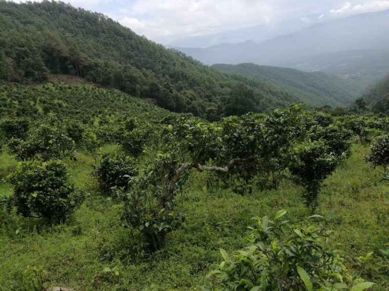 The Ancient Yunnan Tea Trees Tour in Wuliangshan Mountain in Jingdong County, Puer