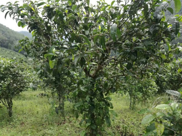 The Ancient Yunnan Tea Trees Tour in Wuliangshan Mountain in Jingdong County, Puer