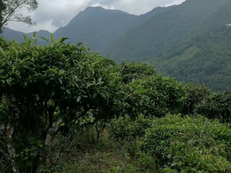 The Ancient Yunnan Tea Trees Tour in Wuliangshan Mountain in Jingdong County, Puer