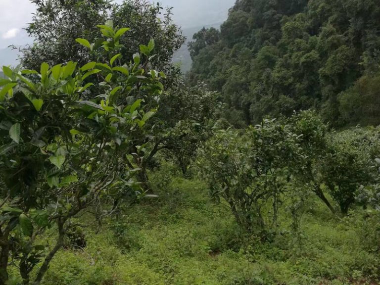 The Ancient Yunnan Tea Trees Tour in Wuliangshan Mountain in Jingdong County, Puer