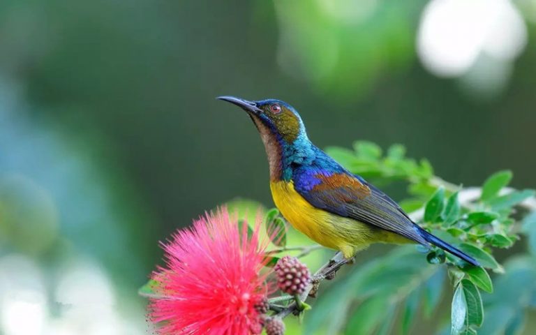 XishuangBanna Menglun Tropical Botanical Garden Birding Tour