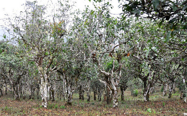 Banpen Tea Plantation in Menghai County, XishuangBanna