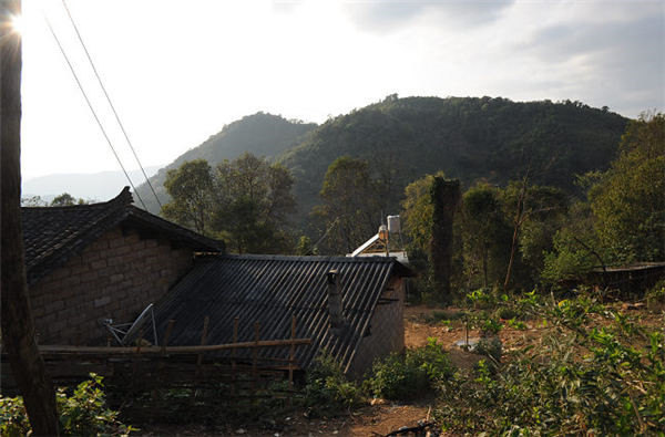 Dingjiazhai Tea Plantation in Mengla County, Xishuangbanna