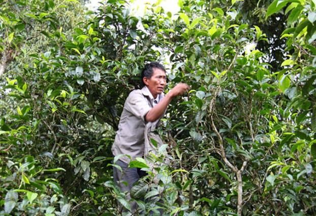 Guangbie Laozhai Tea Plantation in Menghai County, Xishuangbanna