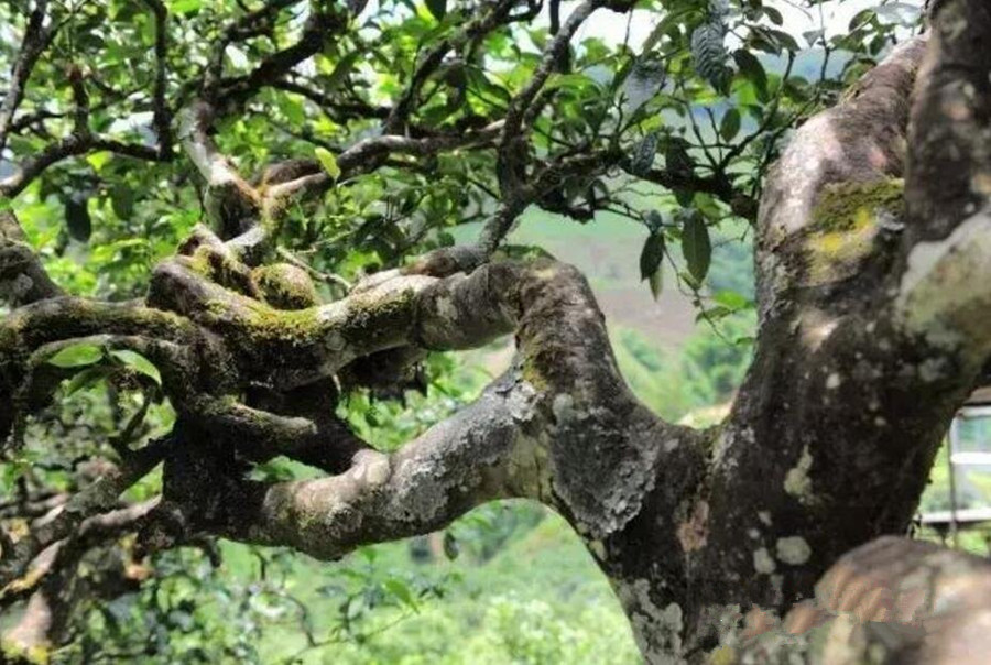 The Most Famous Puer Tea Mountains in Yunnan