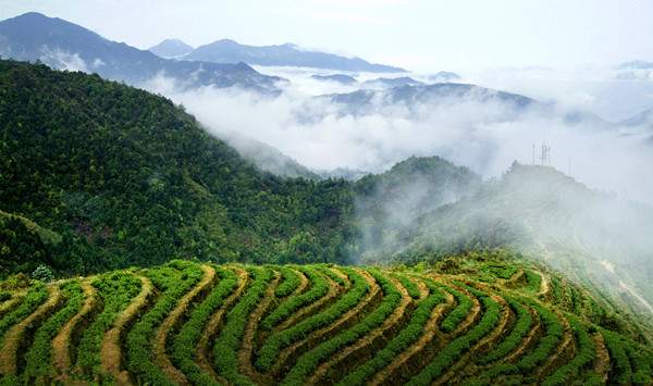 Mangbai Tea Plantation in Cangyuan County, Lincang