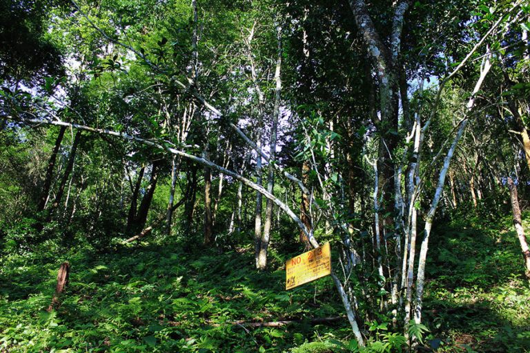 Mansong Tea Plantation in Mengla County, XishuangBanna
