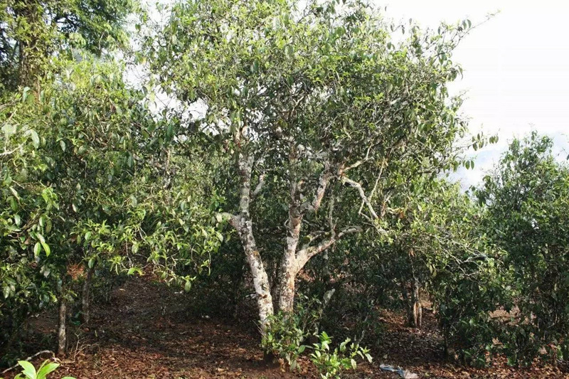 Manzhuan Tea Mountain in Mengla County, Xishuangbanna
