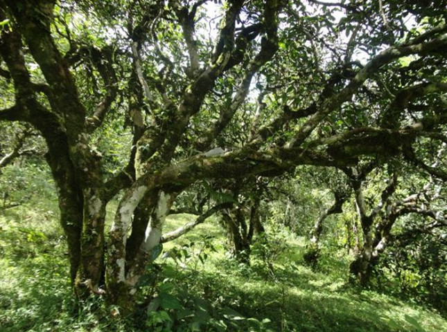 The Ancient Tea Plantation in Huazhu Liangzi Mountain, Xishuangbanna