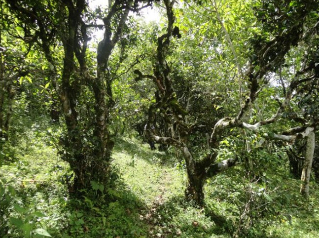 Mengsong Tea Mountain in Menghai County, XishuangBanna