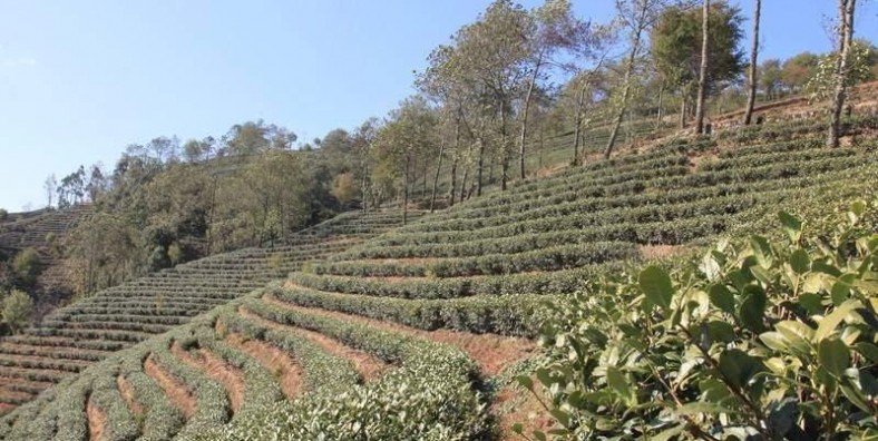 The Ancient Tea Plantations of Wuliang Mountain in Jingdong County, Puer