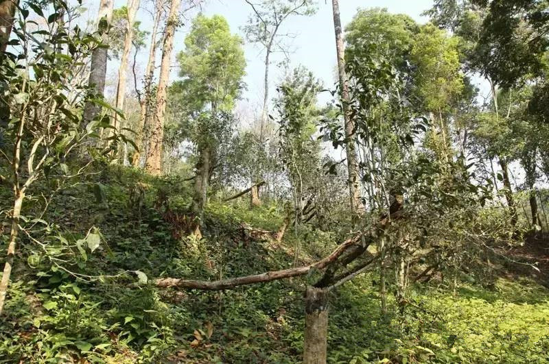 The Best Puer Tea Plantations in Yunnan