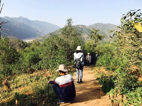 Xigui Puer Tea Plantation in Lincang City