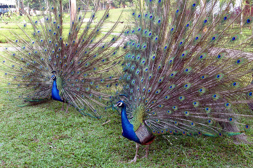Green Peacock of Shuangbai County, Chuxiong