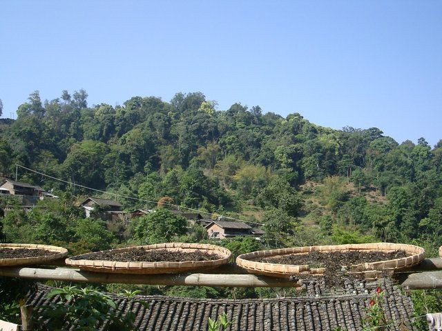 Yibang Tea Mountain in Mengla County, Xishuangbanna
