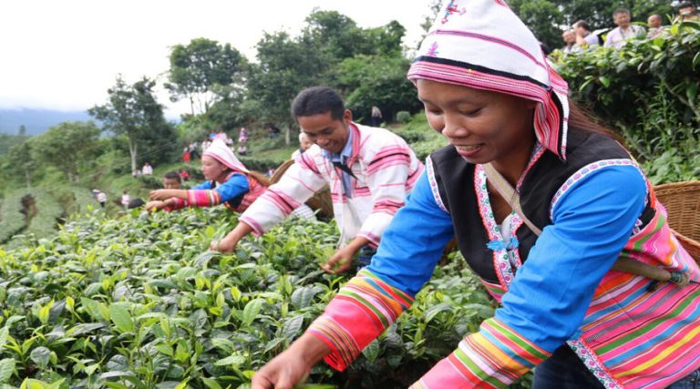 Photo Gallery of Youle Tea Mountain in Jinghong County, XishuangBanna