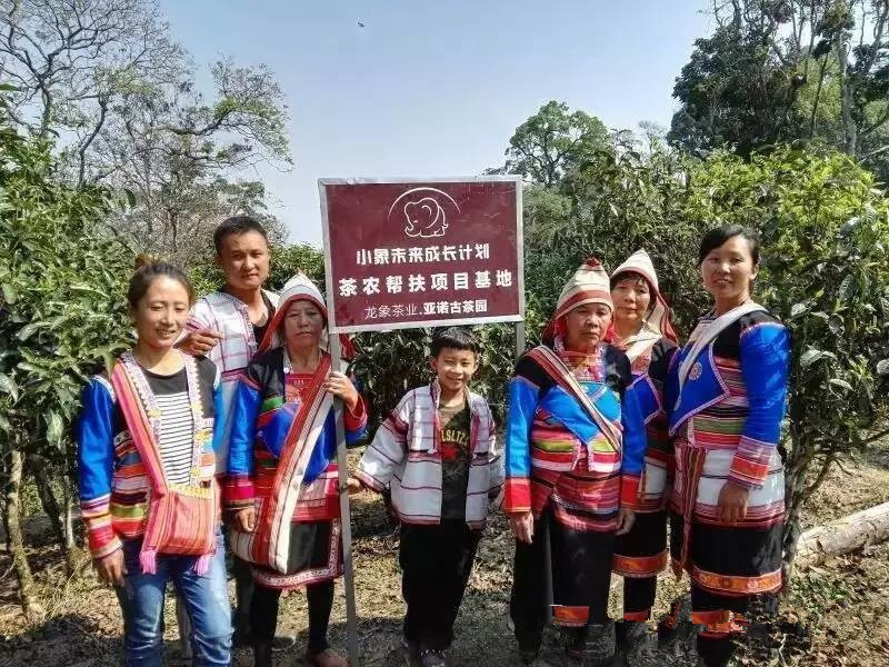Youle Tea Mountain in Jinghong County, XishuangBanna