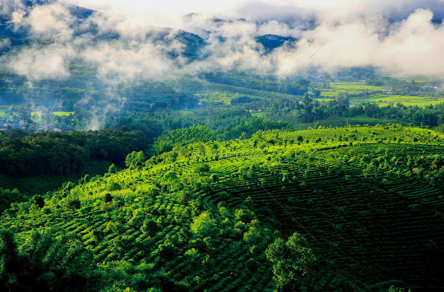 Jingmai Ancient Tea Mountain in Lancang County, Puer