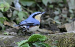 West Yunnan Birding Tour