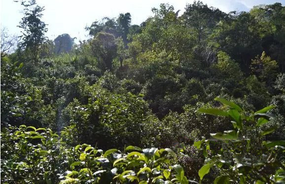 Dongnong Village of Dongbanshan Mountain in Mengku Town, Lincang