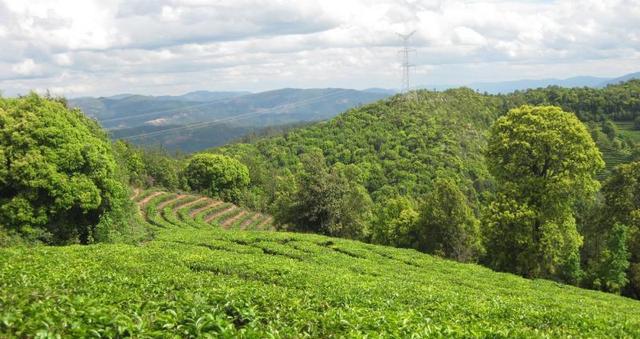 Gaoxiang Organic Tea Plantations in Eshan County, Yuxi