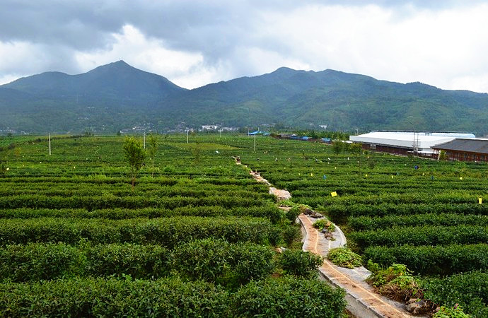 Jibian Alpine Oolong Tea Plantation in Tengchong County, Baoshan
