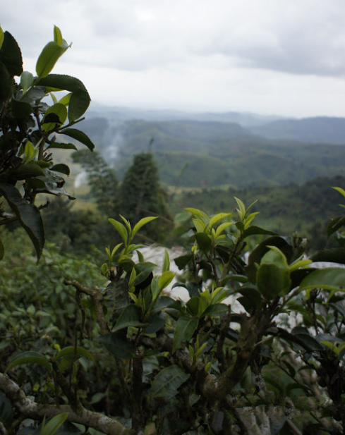 Mangbo Village Tea Plantation (Xibanshan) in Mengku Town, Lincang