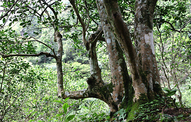 Mangfei Tea Mountain in Yongde County, Lincang