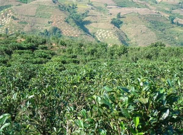 Nasai Village and Tea Plantation of Dongbanshan Mountain in Mengku Town, Lincang
