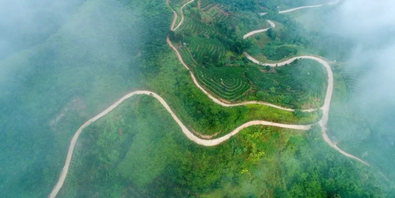 Niuluohe Tea Plantation in Jiangcheng County, Puer