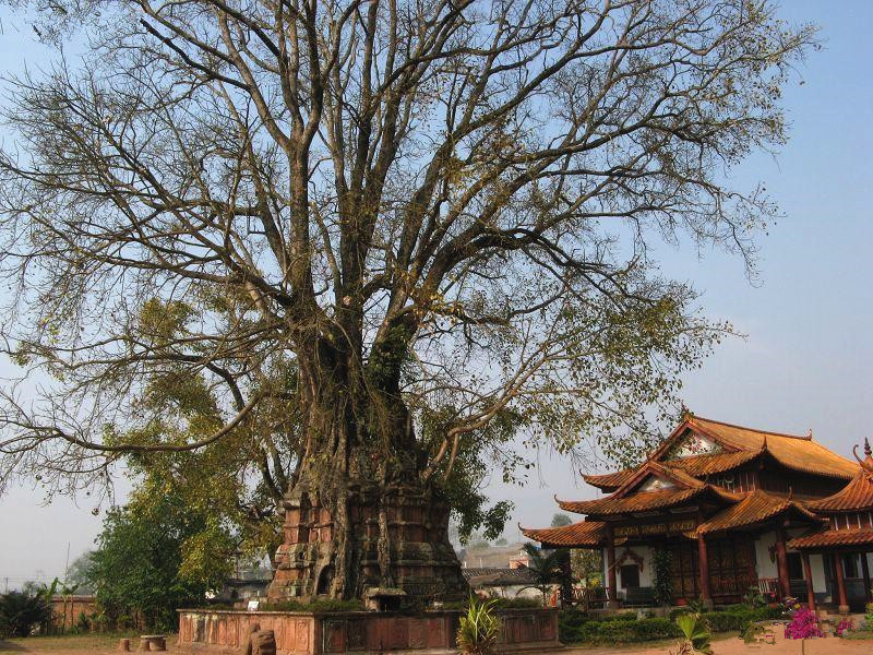 pagoda tree图片