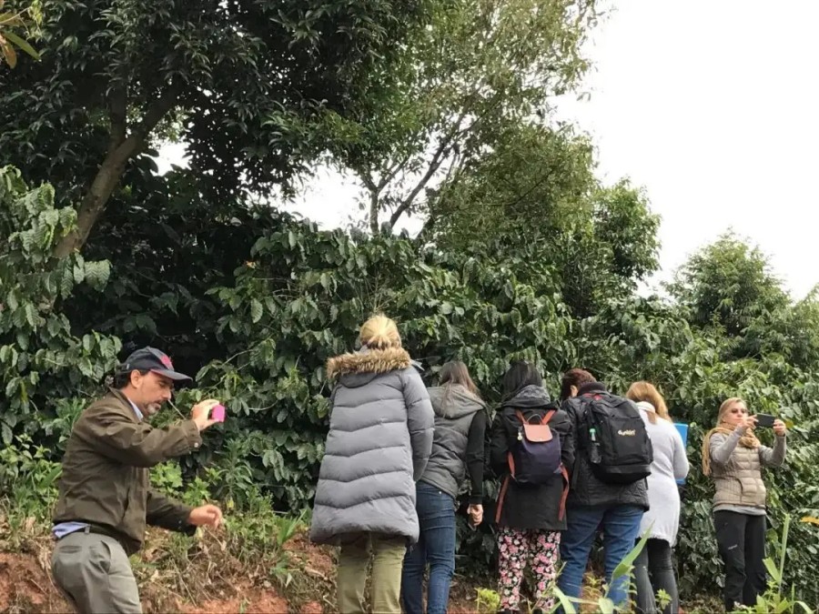 Zhenkang Hali Coffee Farm (Lincang)
