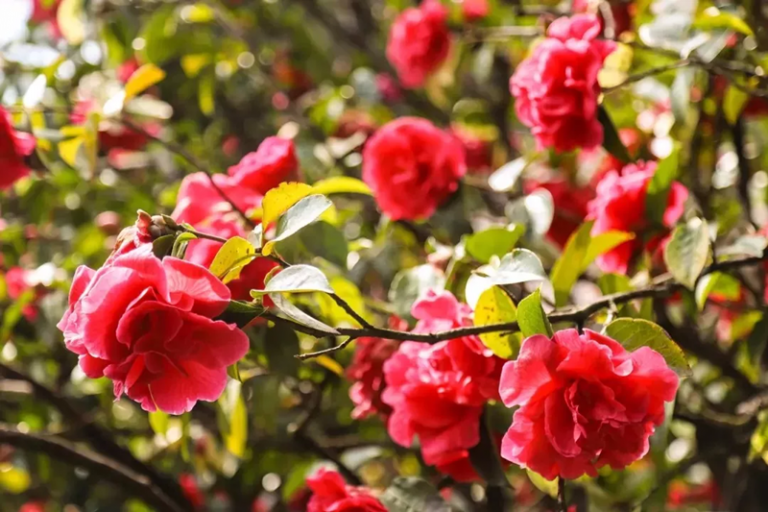 Giant Camellia Tree in Yufeng Monastery, Lijiang