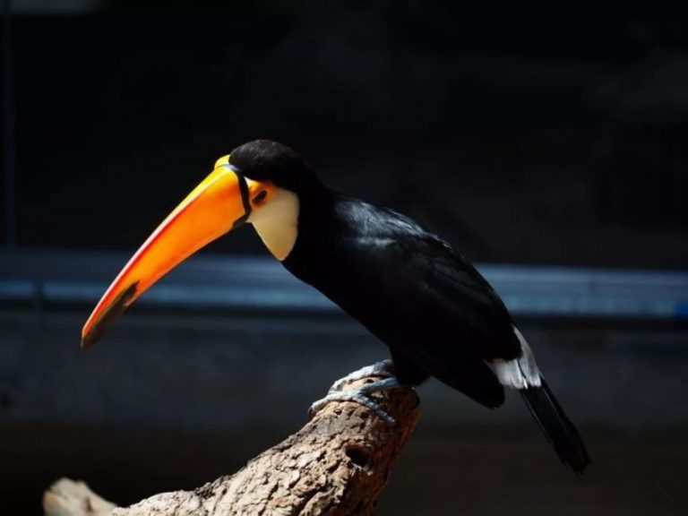 Hornbill Birding Tour in Yingjiang Hornbill Valley of Yunnan