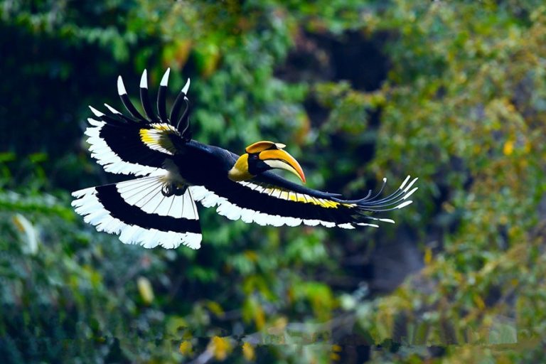 Hornbill Birding Tour in Yingjiang Hornbill Valley of Yunnan