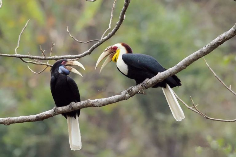 Hornbill Birding Tour in Yingjiang Hornbill Valley of Yunnan