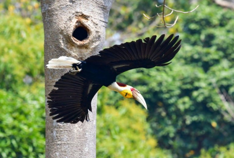 Hornbill Birding Tour in Yingjiang Hornbill Valley of Yunnan