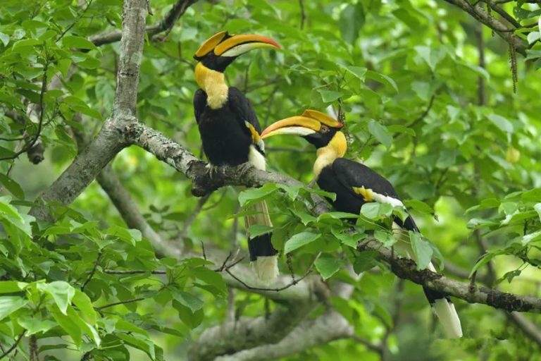 Hornbill Birding Tour in Yingjiang Hornbill Valley of Yunnan