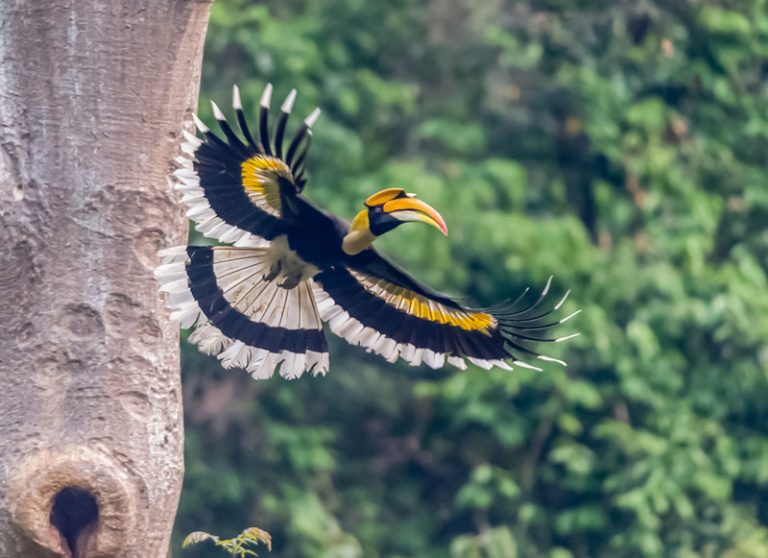 Hornbill Birding Tour in Yingjiang Hornbill Valley of Yunnan