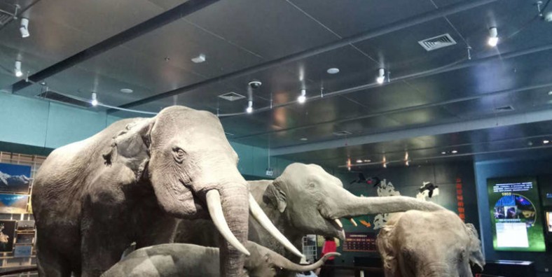 Kunming Natural History Museum of Zoology
