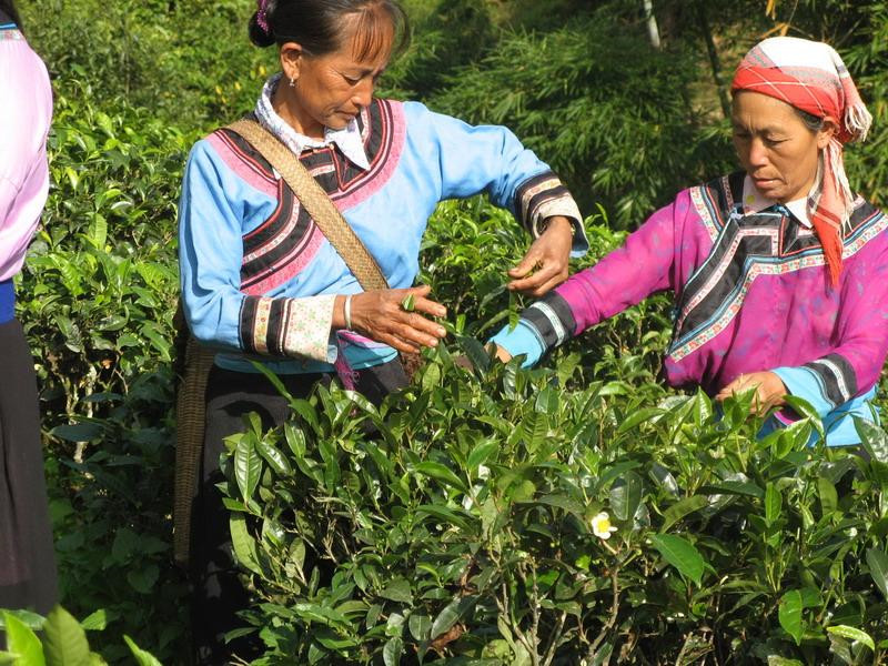 Zhou Bingliang-the director of the Haiwan Tea Factory